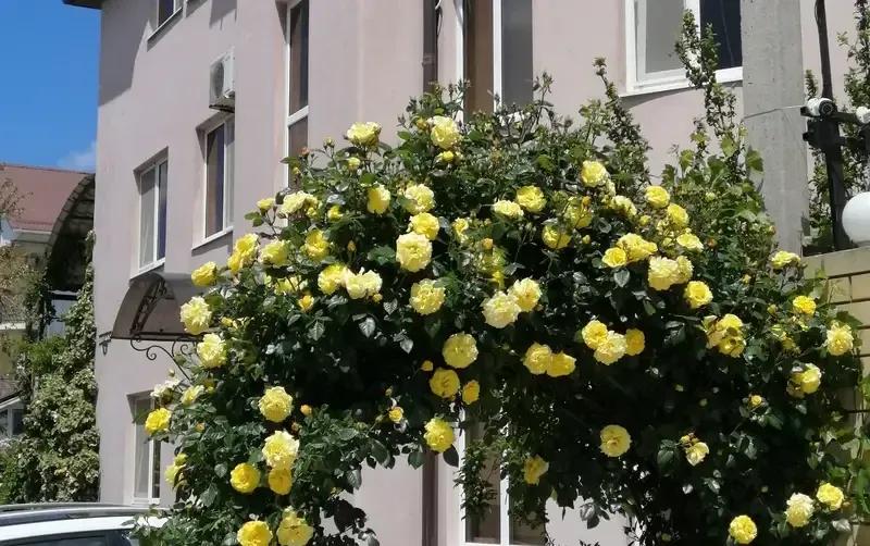 Частный дом «Розовый фламинго»