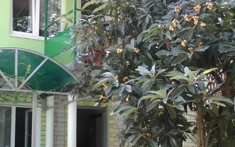 Гостевой дом «Белый ирис» — фото 3