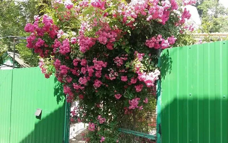 Частный дом «У Саши»