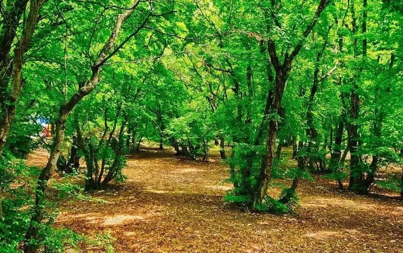 База отдыха «Можжевеловая роща» — фото 2