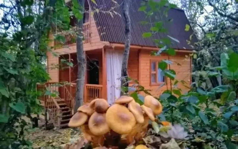 Деревянные домики «Домик под клëнами» — фото 4