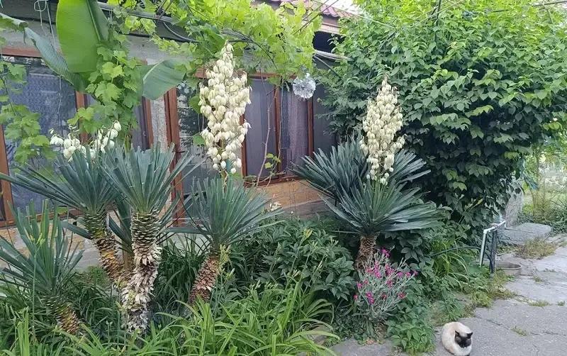 Комплекс апартаментов «Dinara»